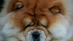 Les chiens aussi en deuil apr&egrave;s la perte d'un cong&eacute;n&egrave;re