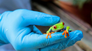 Ranas, boas y ara&ntilde;as  por correo, el negocio de exportaci&oacute;n de animales en Nicaragua