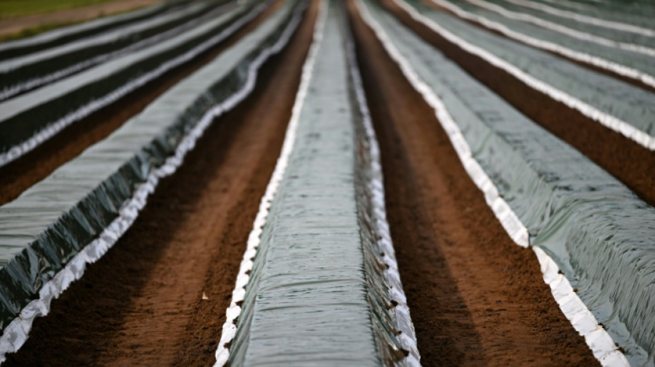 Spargelernte 2023 auf niedrigem Niveau - Auch Importe r&uuml;ckl&auml;ufig