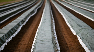 Spargelernte 2023 auf niedrigem Niveau - Auch Importe r&uuml;ckl&auml;ufig