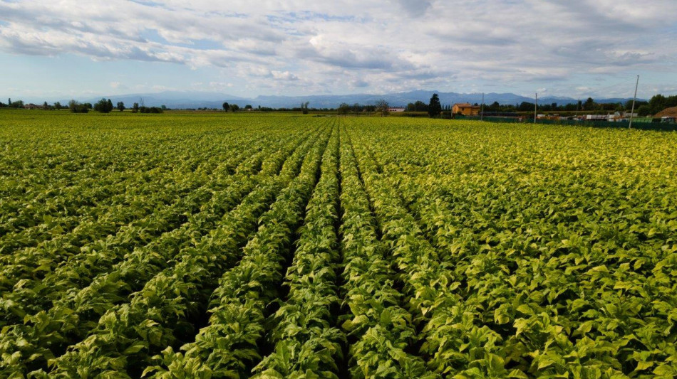 Carabinieri-Philp Morris, nuovo accordo per sicurezza e legalit&agrave;