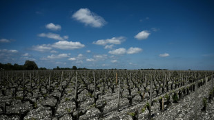 Dans l'Entre-deux-Mers, la "descente aux enfers" d'une famille de vignerons