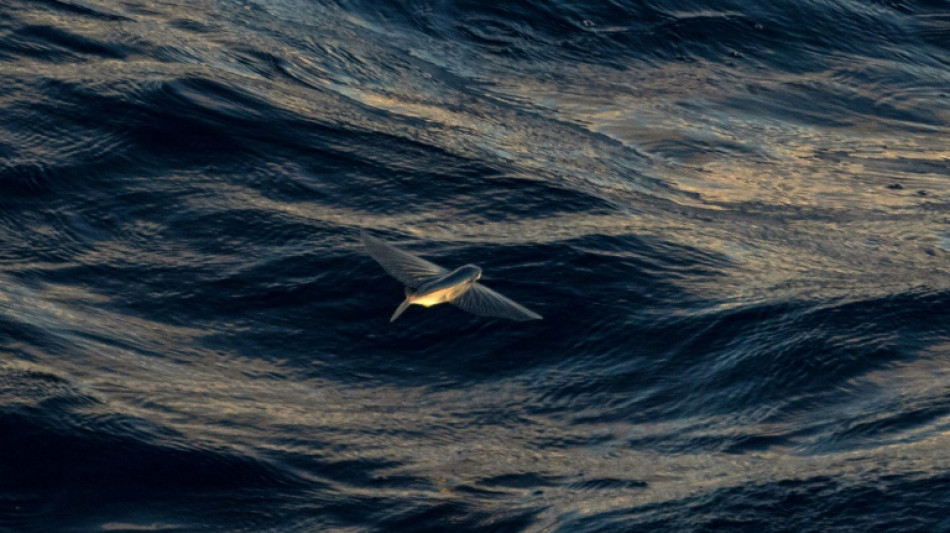 Les principaux outils du nouveau trait&eacute; sur la haute mer