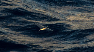 What does the UN high seas treaty mean for protecting the ocean?