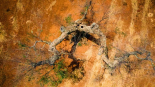 La bact&eacute;rie tueuse d'oliviers d&eacute;tect&eacute;e pour la premi&egrave;re fois dans le Gard