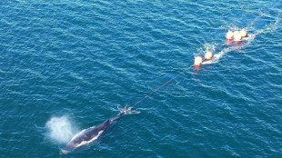 Une baleine &agrave; bosse lib&eacute;r&eacute;e du port de Sydney apr&egrave;s 22 heures d'&eacute;preuve
