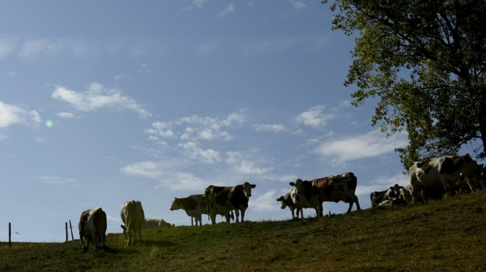 Inquiétude et tensions parmi les éleveurs bovins face à un nouveau foyer de dermatose nodulaire