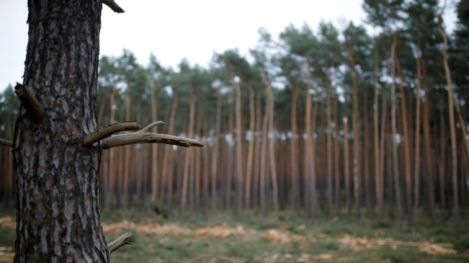Urteil in Brandenburg: Gesch&uuml;tzte B&auml;ume nicht zugunsten von Solaranlage f&auml;llen