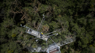 Facing climate change, Swiss trees get mist before they're missed