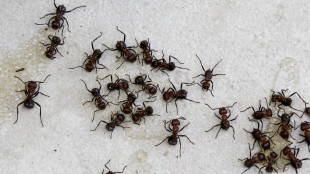 Contrabbando di formiche in Kenya, fermati due turisti belgi