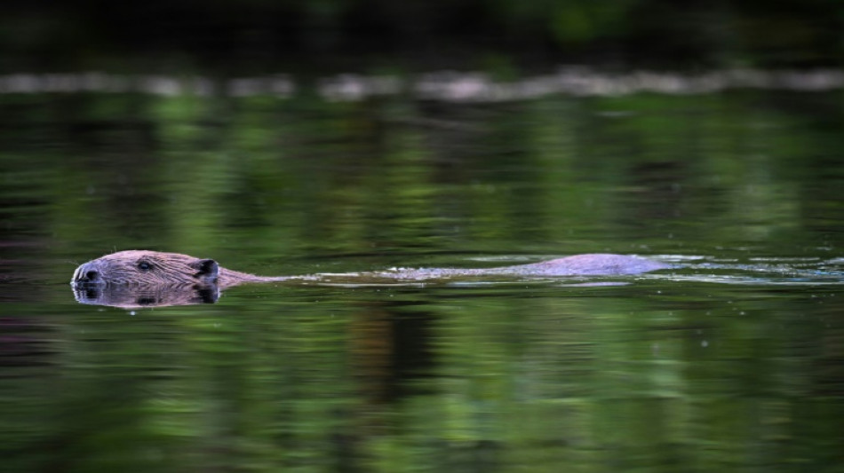 En Ecosse, les castors s&egrave;ment la discorde