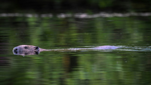 En Ecosse, les castors s&egrave;ment la discorde