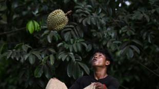 En Tha&iuml;lande, la vague de chaleur &eacute;touffe les producteurs de durians