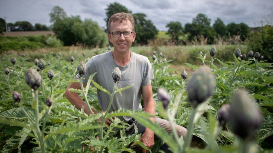 L'artichaut, l&eacute;gume en p&eacute;ril ? 