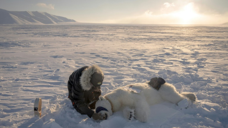 Prélèvements et biopsies: sur les traces de l'ours polaire en Arctique
