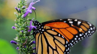 A rischio la spettacolare migrazione delle farfalle monarca
