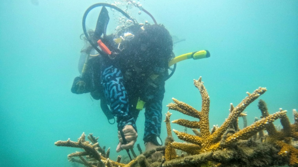 De pescadores a jardineros submarinos: la restauraci&oacute;n de corales en Colombia
