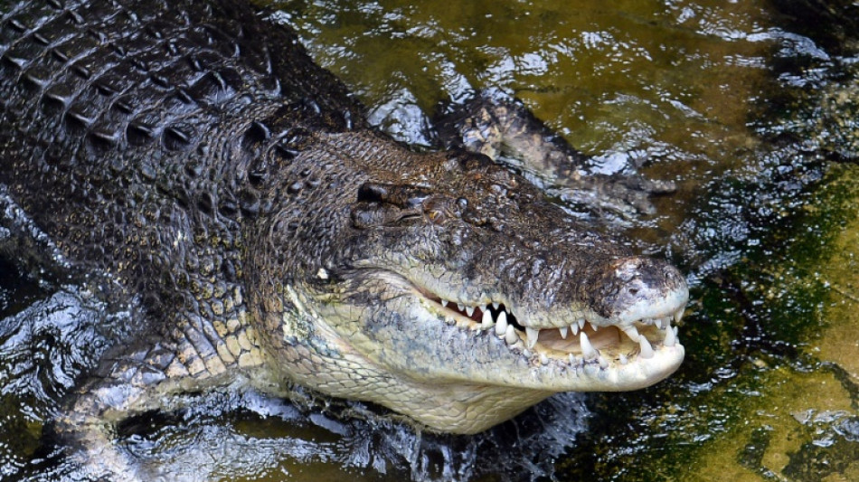 Polizei in Australien findet menschliche &Uuml;berreste in zwei Krokodilen