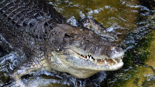 Polizei in Australien findet menschliche &Uuml;berreste in zwei Krokodilen