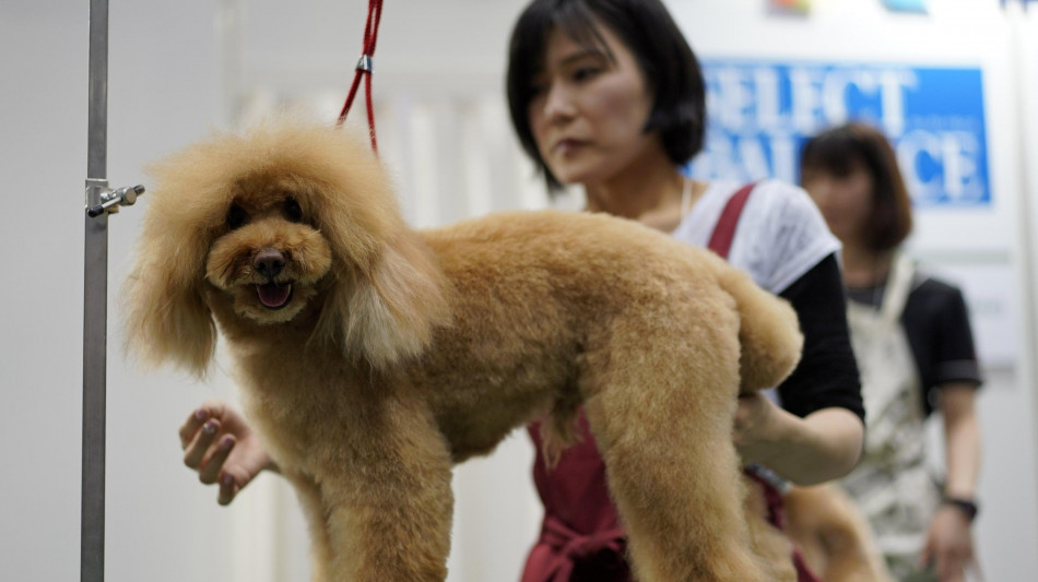 Giappone: dopo gli uomini, anche i cani vivono pi&ugrave; a lungo