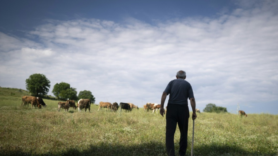 Bulgaria's milk farmers falter in former yogurt empire