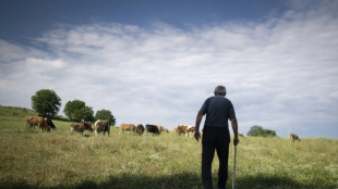 Bulgaria's milk farmers falter in former yogurt empire