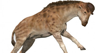 Un cousin de la girafe aimait bien les coups de t&ecirc;te 