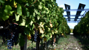 Changement climatique et vin: une &eacute;tude jette un pav&eacute; dans le marc