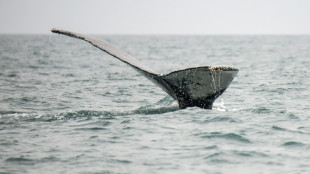 Per&uacute; crea una reserva natural marina en la frontera con Ecuador 